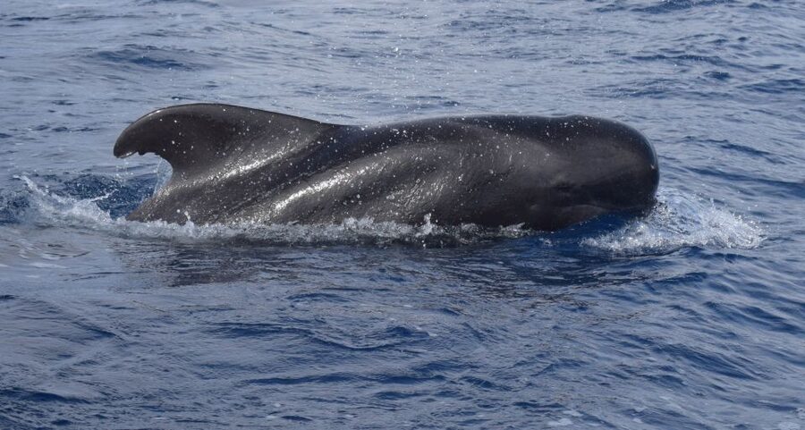 All Inclusive Whale and Dolphin Watching Luxury Tour - Heading offshore in search of dolphins and whales