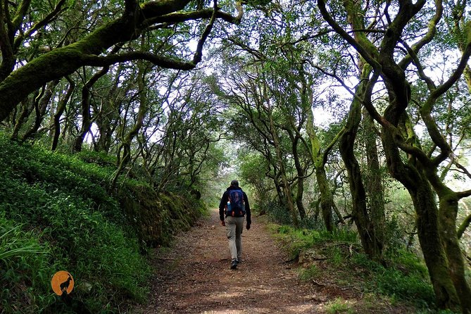 An adventure through the Forest and Palace of Bussaco - Coimbra - Why a private four-hour tour can be good value