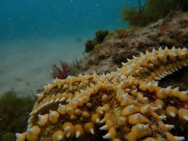 Arrábida Marine Reserve: Kayaking & Snorkeling Tour - Cliffs, caves, and coastal history