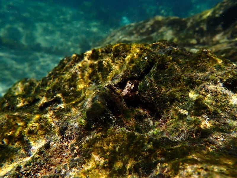 Arrábida Marine Reserve: Kayaking & Snorkeling Tour - Quiet beaches and time in the water