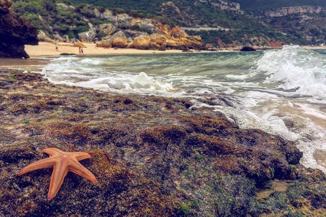 Arrabida Safari – Europe's Most Beautiful Beach & Hidden Gems - From Lisbon to the green hills of Arrabida
