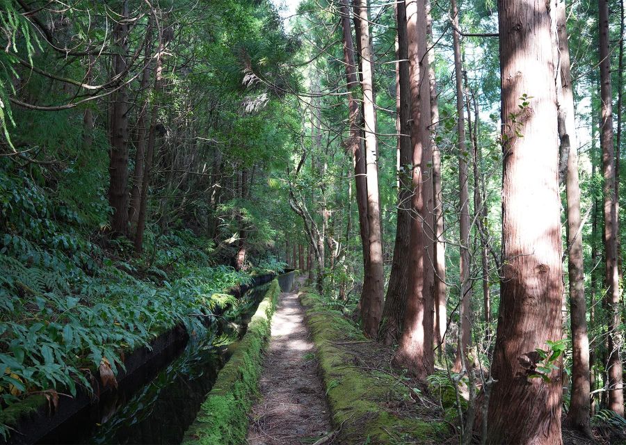 Azores: São Miguel and Lagoa do Fogo Hiking Trip - Why this São Miguel hike is more than a viewpoint stop
