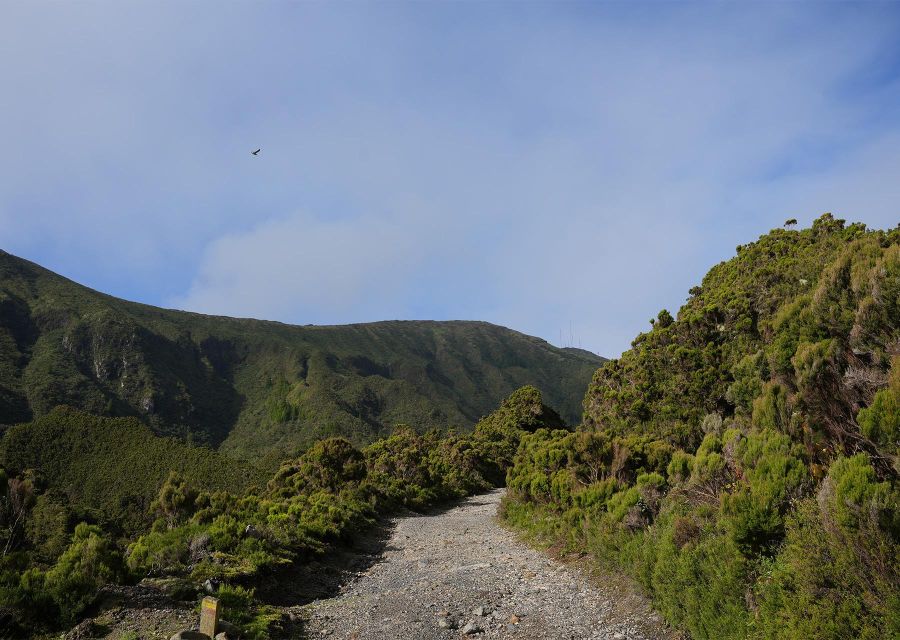 Azores: São Miguel and Lagoa do Fogo Hiking Trip - Cryptomeria, heather, and São Miguel’s plant life