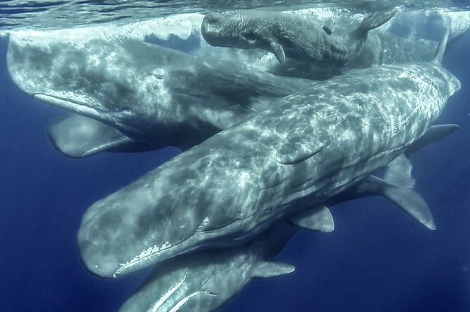 Azores Whale Watching & Islet Boat Tour - Key points to know before booking