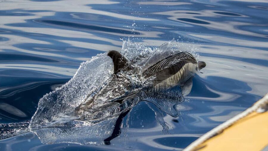 Azores Whale Watching & Islet Boat Tour - Should you book the Azores Whale Watching and Islet Boat Tour?
