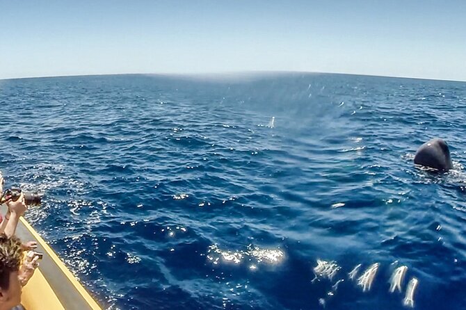 Azores Whale Watching & Islet Boat Tour - Timing, meeting point, and the real price