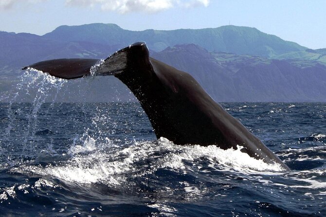 Azores Whale Watching & Islet Boat Tour - What to bring for a more comfortable trip