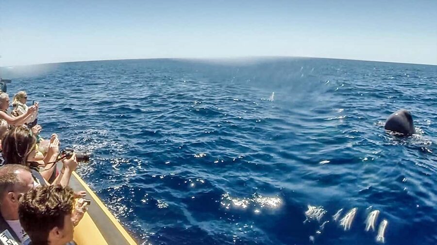 Azores Whale Watching & Islet Boat Tour - Is $70 a fair price?
