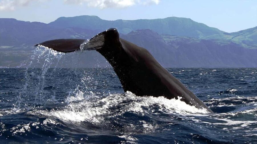 Azores Whale Watching & Islet Boat Tour - Who will enjoy this tour most