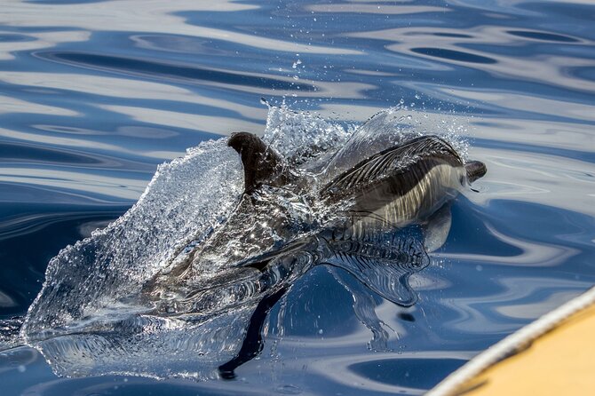 Azores Whale Watching & Islet Boat Tour - Starting at Terra Azul in Vila Franca do Campo