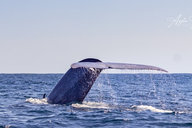 Azores Whale Watching Tour – Ponta Delgada - Setting out from Marina Pêro de Teive
