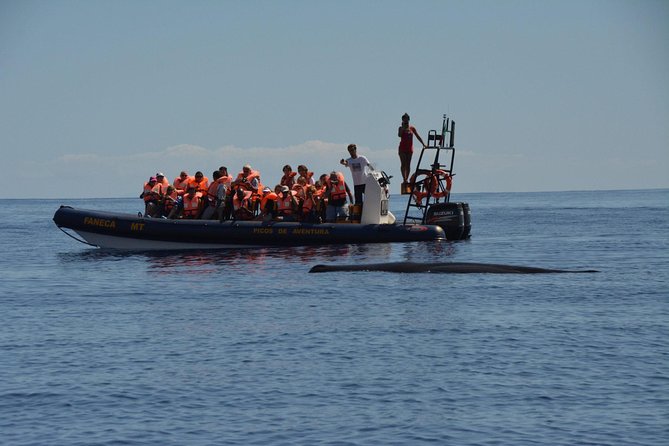 Azores Whale Watching Tour – Ponta Delgada - Why the guides add real value