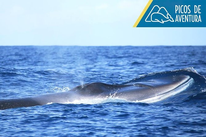 Azores Whale Watching Tour – Ponta Delgada - How the wildlife guarantee really works