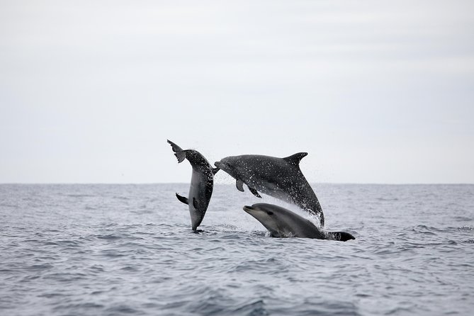 Azores Whale Watching Tour – Ponta Delgada - Price, timing, and overall value