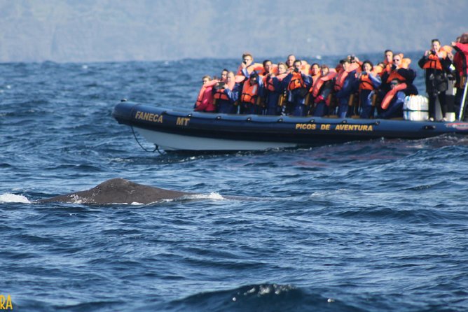 Azores Whale Watching Tour – Ponta Delgada - What to bring and how to stay comfortable