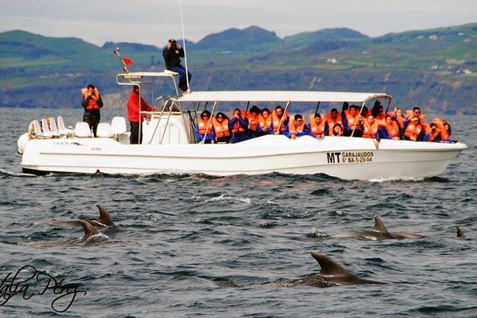 Azores Whale Watching Tour – Ponta Delgada - The search along São Miguel’s southern coast