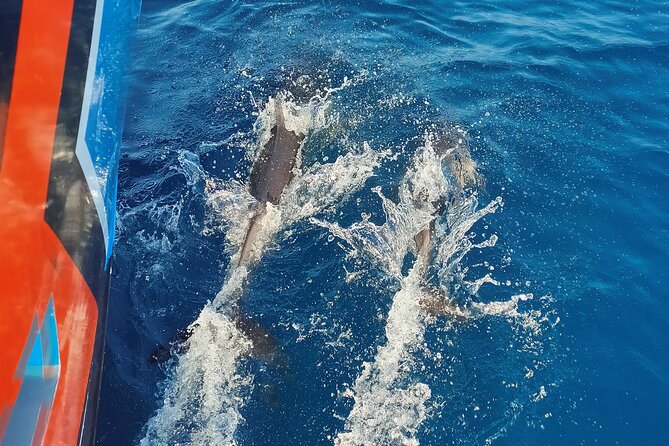 Benagil Caves and Dolphin Watching - 2.5h - Leaving Albufeira Marina for the Algarve Coast