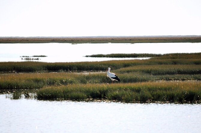 Birdwatching in Ria Formosa - Eco Boat Tour from Faro - What the guide adds to the experience
