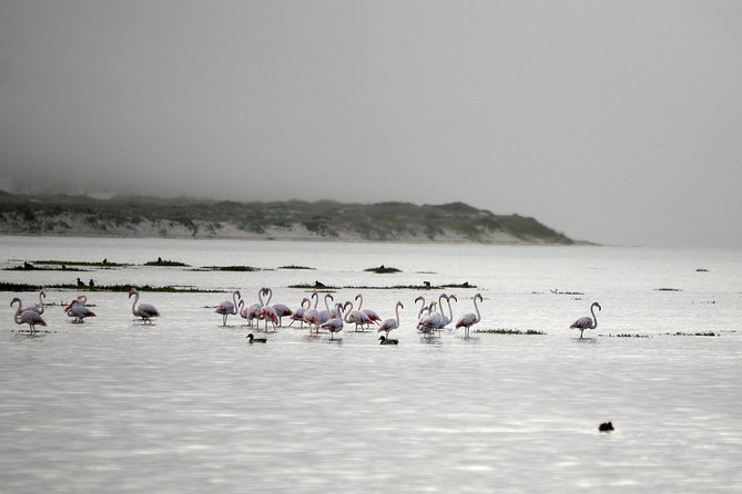 Boat tours in the Óbidos Lagoon - Why Óbidos Lagoon is worth seeing by boat