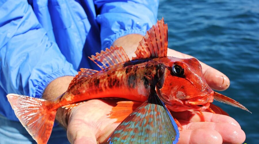 Bottom Fishing Lagos - Booking, timing, and cancellation