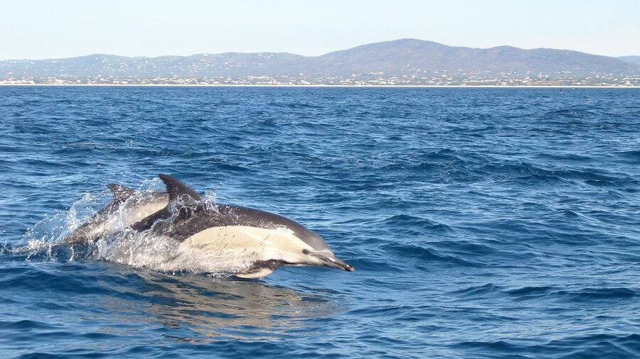 Cabanas de Tavira: Dolphin Watching Boat Tour - Key points to know before you book