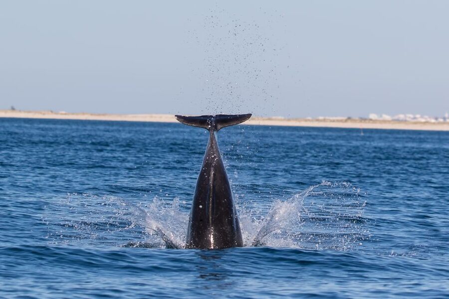 Cabanas de Tavira: Dolphin Watching Boat Tour - What the skipper adds