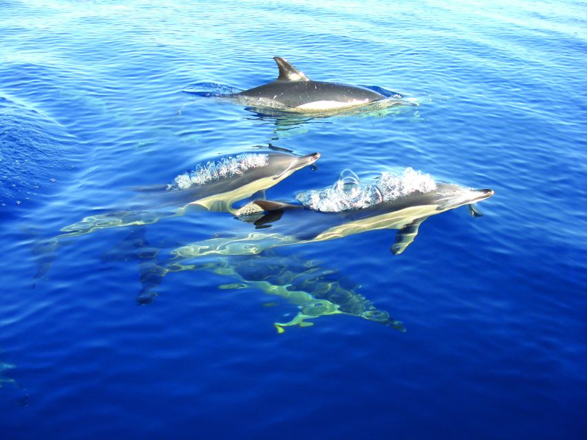 Cabanas de Tavira: Dolphin Watching Boat Tour - Practical preparation for the day