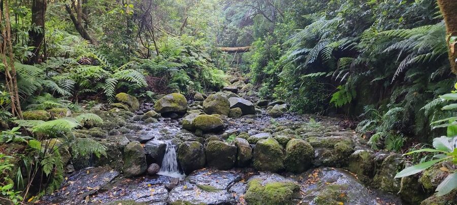 Caldeirão Verde: Queimadas PR9 Transfer and Self-Guided Hike - Who should book this Madeira hike?
