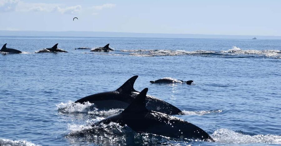 Cascais: Dolphin Watching Speedboat Tour - Key points to know before you go