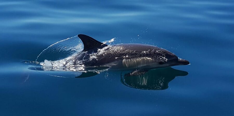Cascais: Dolphin Watching Speedboat Tour - Should you book the Cascais dolphin tour?