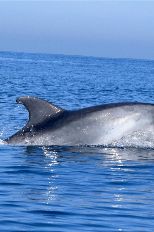 Cascais: Dolphin Watching Speedboat Tour - Leaving Cascais Marina for the Atlantic