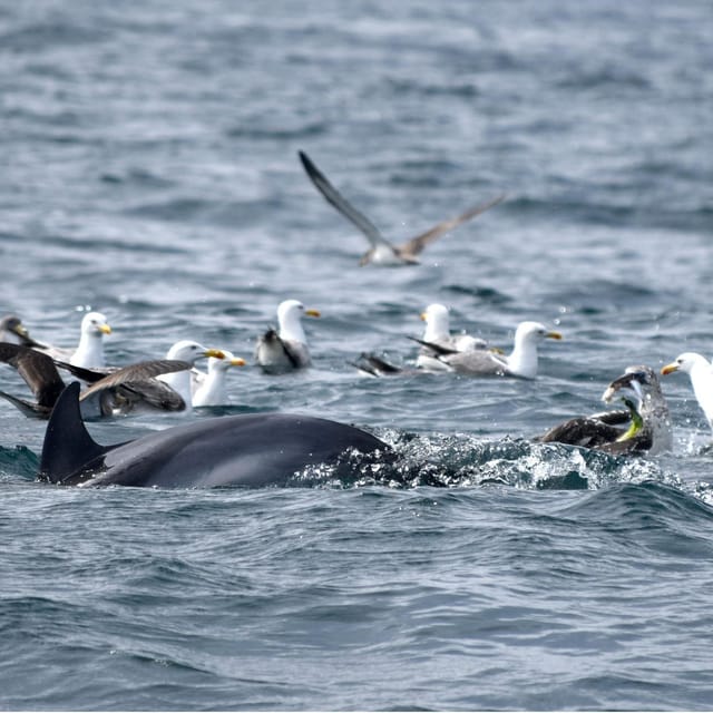 Cascais: Dolphin Watching Speedboat Tour - The wildlife stop and the search for dolphins