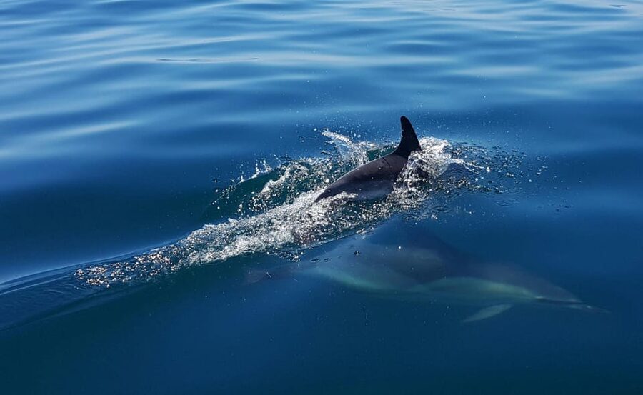 Cascais: Dolphin Watching Speedboat Tour - Wildlife ethics make a difference here