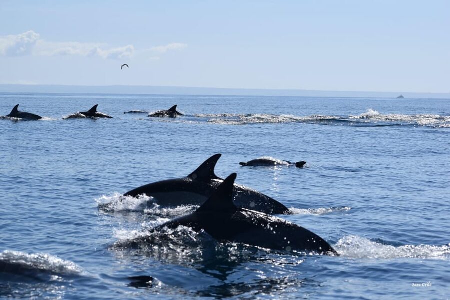 Cascais: Dolphin Watching Speedboat Tour - How much wildlife can you expect?