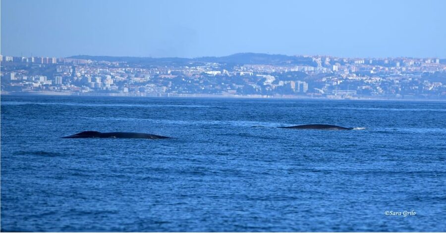Cascais: Dolphin Watching Speedboat Tour - Is the $76 price good value?