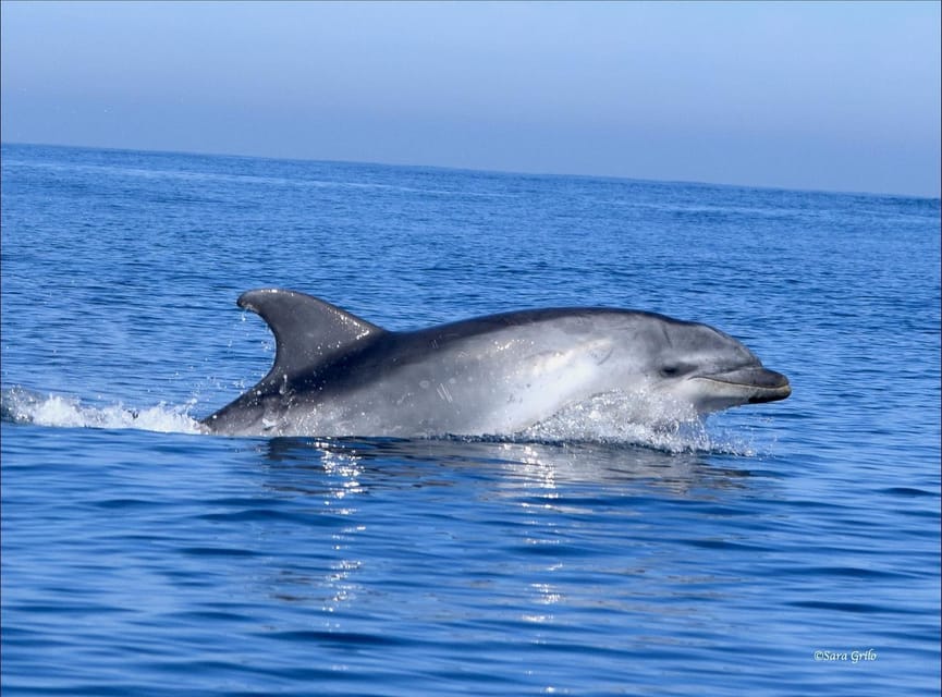 Cascais: Dolphin Watching Speedboat Tour - What to bring for a comfortable morning
