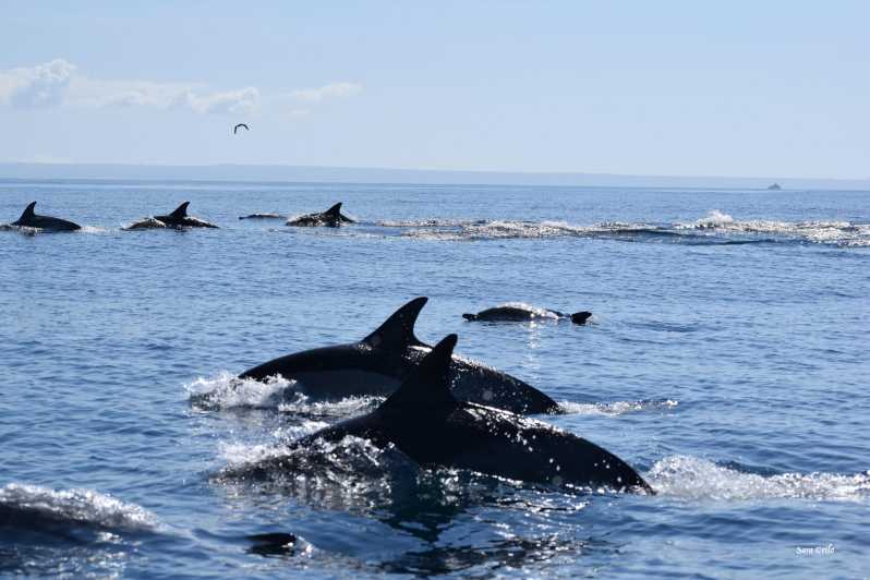 Cascais: Dolphin Watching Speedboat Tour - One hour of speedboat time, with real Atlantic movement