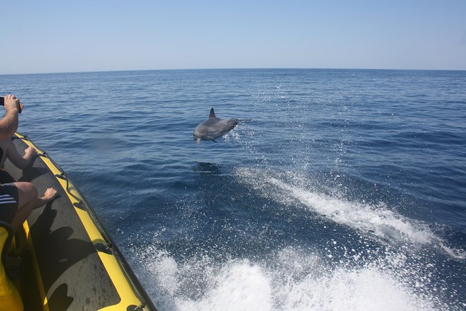 Caves and Dolphin Watching Cruise from Albufeira - What the two-hour Albufeira cruise is really like