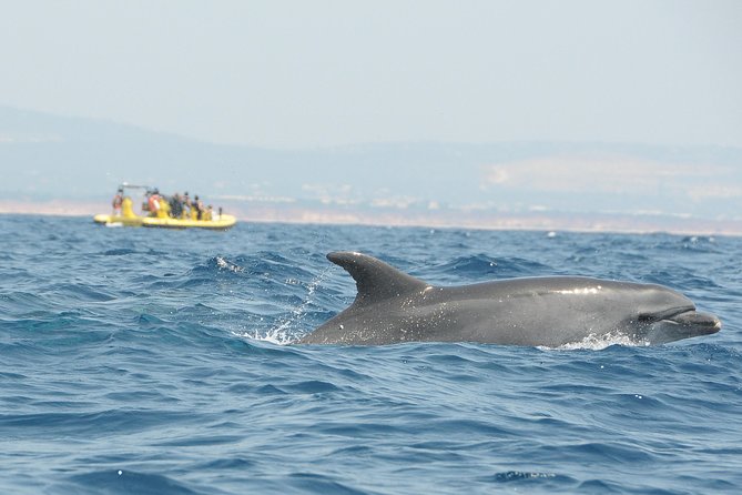 Caves and Dolphin Watching Cruise from Albufeira - Speed, spray, and comfort on board