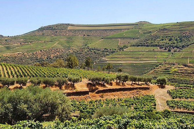 Complete Douro Valley Wine Tour with Lunch, Wine Tastings and River Cruise - A full Portuguese lunch with Douro wine