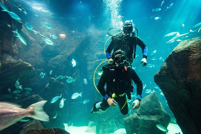 Diving in the Madeira Aquarium - Getting to the meeting point in Porto Moniz