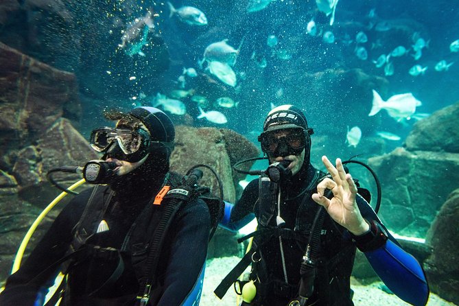 Diving in the Madeira Aquarium - Who will get the most from this experience?
