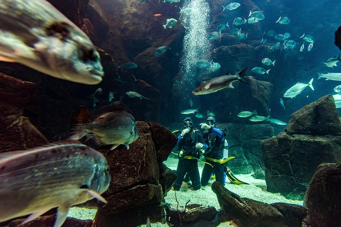 Diving in the Madeira Aquarium - How the two-and-a-half-hour schedule works