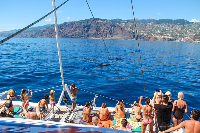 Dolphin and Whale Watching Catamaran Cruise from Funchal - Searching for dolphins and whales
