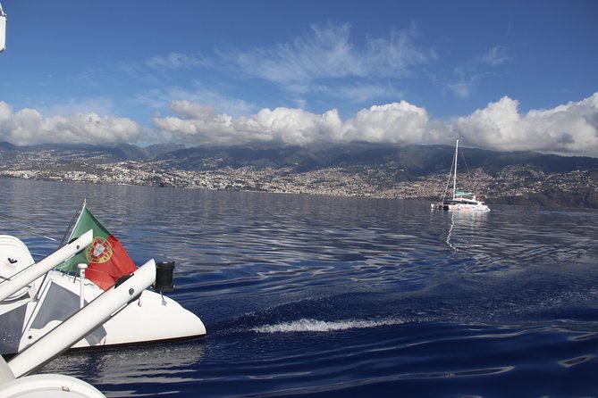 Dolphin and Whale Watching Catamaran Cruise from Funchal - The best ways to prepare