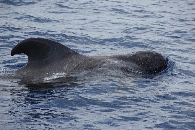 Dolphin and Whale Watching Catamaran Cruise from Funchal - What it feels like onboard