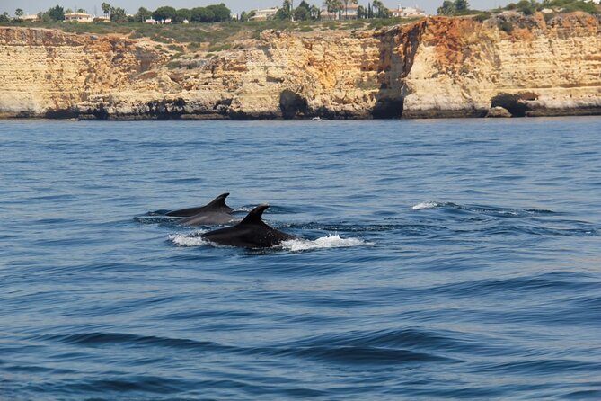 Dolphin and Whale Watching in Lagos - What the 90-minute schedule means