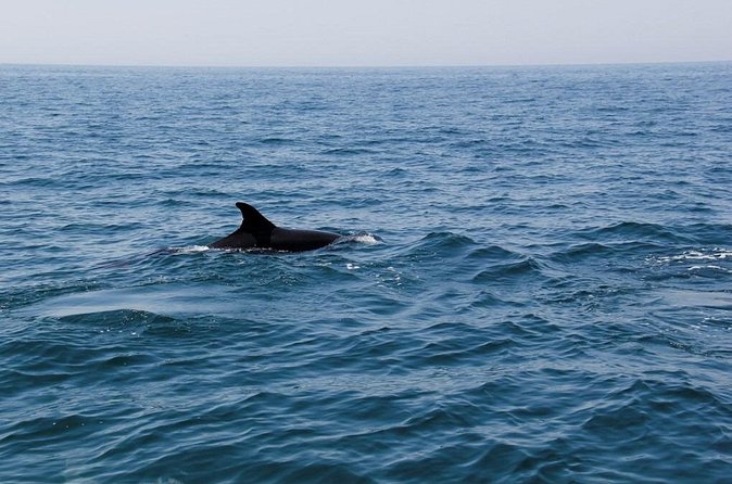 Dolphin and Whale Watching in Lagos - The guide’s role and the value of local knowledge