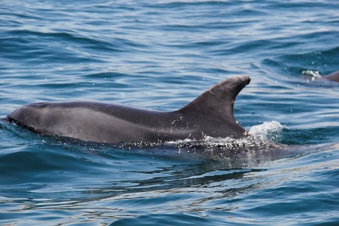 Dolphin and Whale Watching in Lagos - Value when sightings are not guaranteed