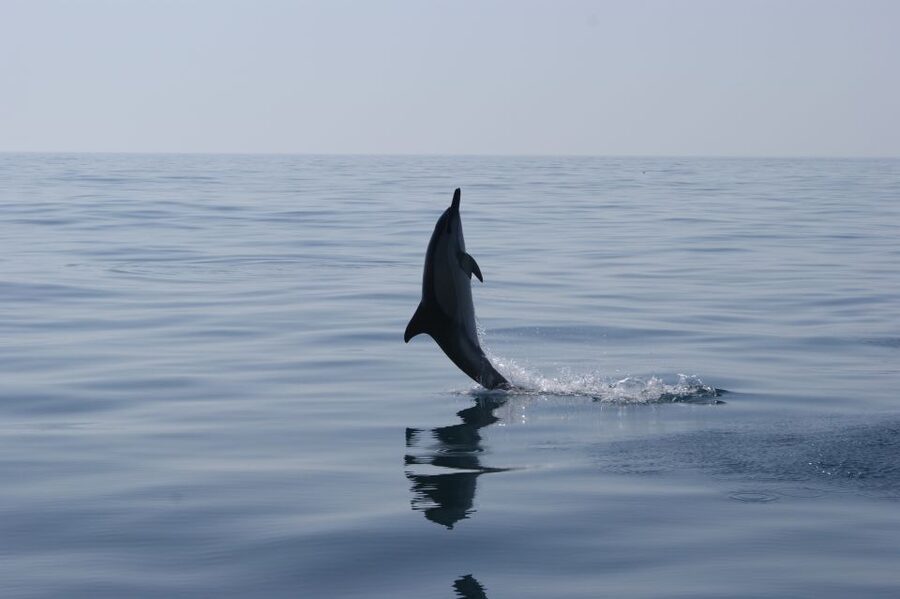 Dolphin Safari and Cave Tour in Vilamoura - Searching for dolphins off the Algarve
